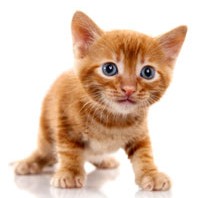 animals in design