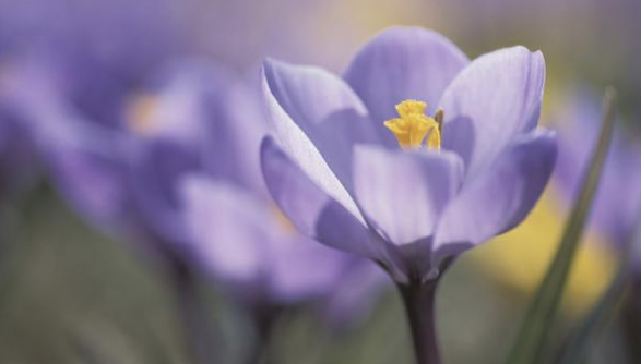 Purple flower for spring