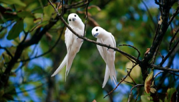 Two love birds on a tree